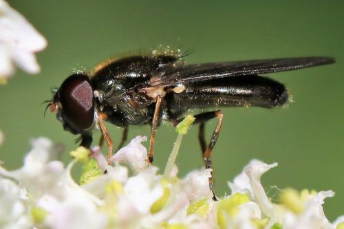 Cheilosia soror